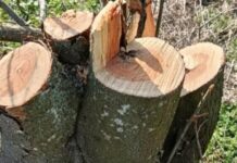 На Одещині вирубали десятки дерев: збитки перевищили мільйон, — ФОТО