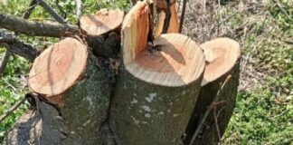 На Одещині вирубали десятки дерев: збитки перевищили мільйон, — ФОТО