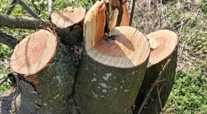 На Одещині вирубали десятки дерев: збитки перевищили мільйон, — ФОТО