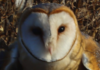 На Одещині у дику природу випустили рідкісну сову, — ФОТО