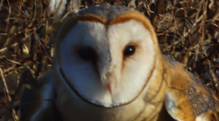 На Одещині у дику природу випустили рідкісну сову, — ФОТО