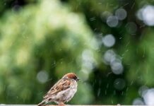 4 квітня: Яке сьогодні свято, все про цей день