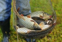 В Украине запретили рыбалку: жесткие ограничения уже с 1 апреля