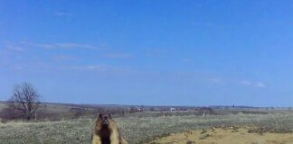 На Одещині фотопастки зняли несподіване «бабаче бебі-бум», — ФОТО