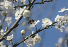 Укргідрометцентр: Пошкодження озимини сягають 12%, кісточкових культур – до 51%