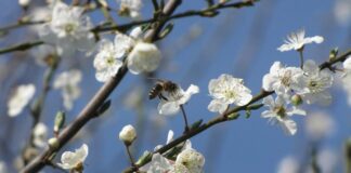 Укргідрометцентр: Пошкодження озимини сягають 12%, кісточкових культур – до 51%