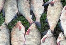 Браконьєрство на Одещині: вилучили 21 ляща та знаряддя лову