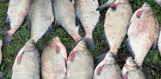 Браконьєрство на Одещині: вилучили 21 ляща та знаряддя лову