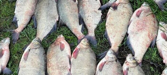 Браконьєрство на Одещині: вилучили 21 ляща та знаряддя лову