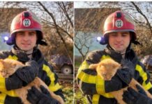 На Одещині врятували котика з глибокої криниці