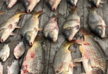 Щука, короп і «кримінал»: в Одеській області викрили браконьєрів, — ФОТО