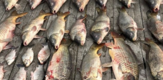 Щука, короп і «кримінал»: в Одеській області викрили браконьєрів, — ФОТО