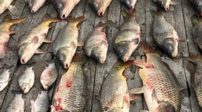 Щука, короп і «кримінал»: в Одеській області викрили браконьєрів, — ФОТО