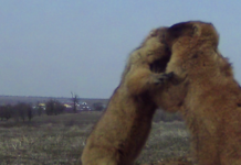 На Одещині фотопастки зняли несподіване «бабаче бебі-бум», — ФОТО