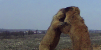 На Одещині фотопастки зняли несподіване «бабаче бебі-бум», — ФОТО