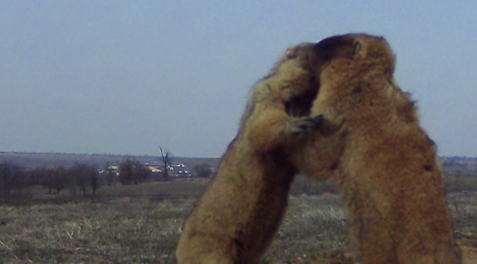 На Одещині фотопастки зняли несподіване «бабаче бебі-бум», — ФОТО