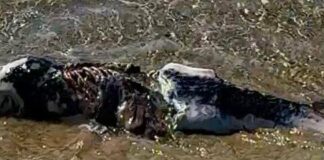 На пляжах Одещини масово знаходять мертвих дельфінів