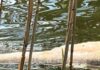 Мор риби на кордоні з Молдовою: екологи перевіряють водойму на Одещині, — ФОТО