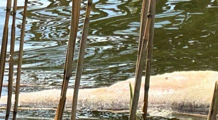 Мор риби на кордоні з Молдовою: екологи перевіряють водойму на Одещині, — ФОТО