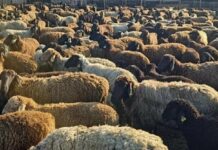 На Одещині «розводили» тисячі кіз та овець заради мільйонних дотацій, — ФОТО