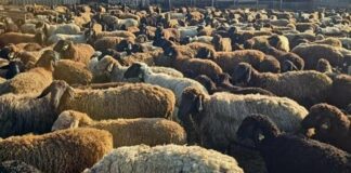 На Одещині «розводили» тисячі кіз та овець заради мільйонних дотацій, — ФОТО