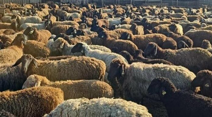 На Одещині «розводили» тисячі кіз та овець заради мільйонних дотацій, — ФОТО