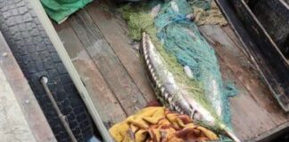 На Одещині виявили браконьєрів із рідкісною рибою: подробиці