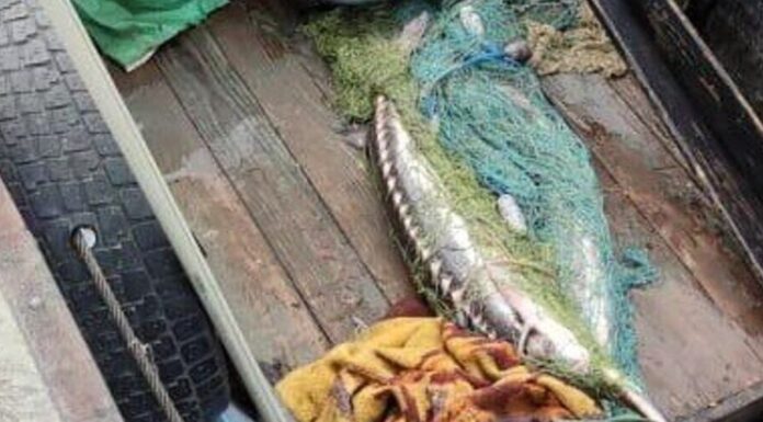 На Одещині виявили браконьєрів із рідкісною рибою: подробиці