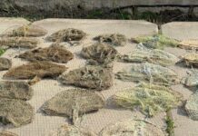 На Одещині з браконьєрських пасток врятували майже 180 раків