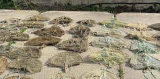 На Одещині з браконьєрських пасток врятували майже 180 раків