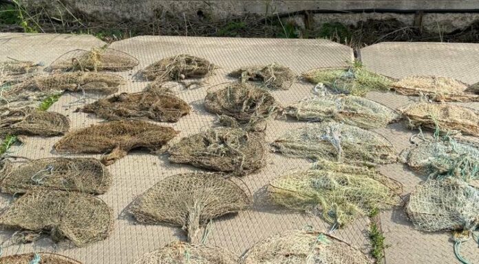 На Одещині з браконьєрських пасток врятували майже 180 раків