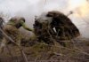На фронте зафиксировано 260 боевых столкновений — Генштаб обновил карты