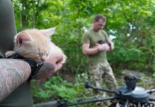 Спецоперация Мяу-Мяу: украинские военные с помощью "Вампира" эвакуировали кошачью семью с передовой