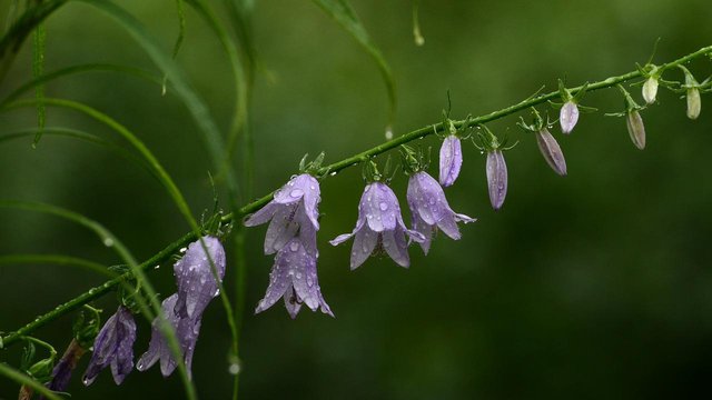 Дощова, подекуди з грозами, літня погода очікує Україну найближчими днями