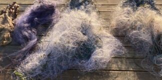 Сітки смерті на Дністровському лимані: в Одеській області врятували майже сотню молодих рибин, — ФОТО