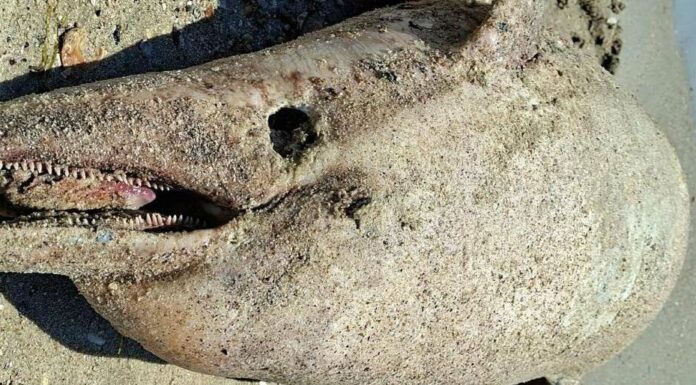 Береги Одещини всіяні тілами дельфінів: Чорне море викинуло десятки загиблих китоподібних, — ФОТО