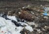 На Одещині оштрафували посадовців через сміттєзвалище, — ФОТО