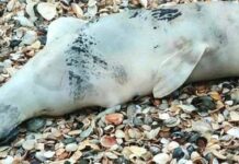 Катастрофа біля берегів Одещини: море винесло рекордну кількість мертвих дельфінів, — ФОТО