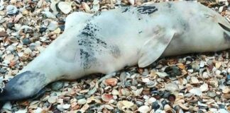 Катастрофа біля берегів Одещини: море винесло рекордну кількість мертвих дельфінів, — ФОТО
