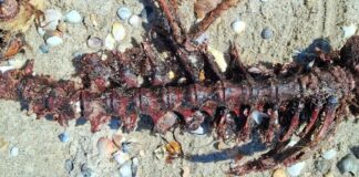Тривожна знахідка на Одещині: на узбережжі Чорного моря виявили мертву азовку, — ФОТО