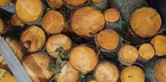 На Одещині зупинили вантажівку з деревиною без належних документів