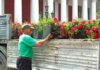 Одесу прикрашають підвісними квітковими вазами: де вже з’явилося озеленення