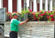 Одесу прикрашають підвісними квітковими вазами: де вже з’явилося озеленення