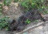 У Львові через сказ у кота запровадили карантин у 5-кілометровій зоні