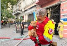 Пережив російський удар: в Одесі з-під завалів врятували кота
