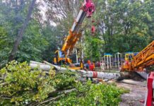 В Одесі ліквідували наслідки буревію: вітер повалив більше 10 дерев