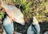 Вісім сазанів на 30 тисяч: на Одещині спіймали браконьєра